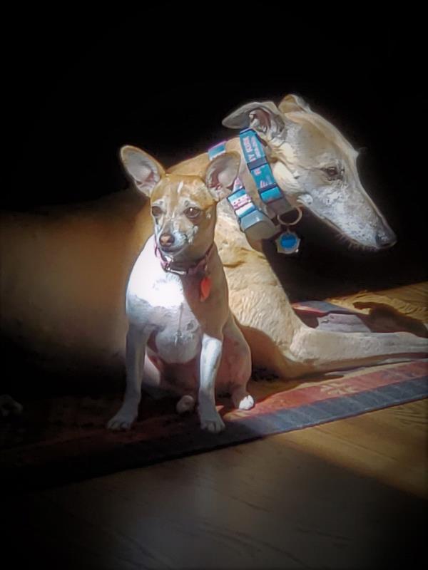 /Images/uploads/Adopt Me Bluegrass Pet Rescue Inc/adoptmebpr/entries/18750.jpg